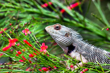 The oriental garden lizard, eastern garden lizard, bloodsucker or changeable lizard resting on the plant branch in its natural environment
 