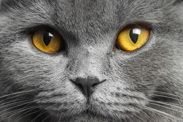 gray british shorthair cat with beautiful eyes on a white background