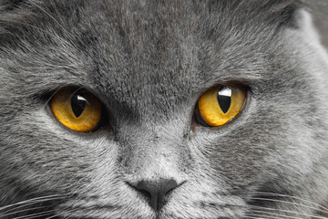 gray british shorthair cat with beautiful eyes on a white background
