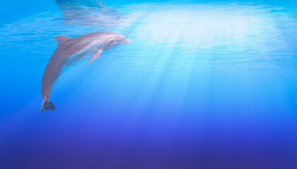Dolphin playing in sunrays underwater in dark blue sea