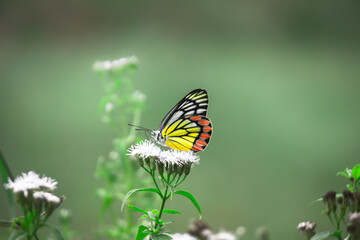Jezebel Butterfly or (Delias eucharis) resting on the Royal Poinciana flower plant in a soft green background
