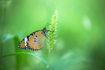 Plain Tiger Danaus chrysippus butterfly drinking nectar the flower plant in natures green background
