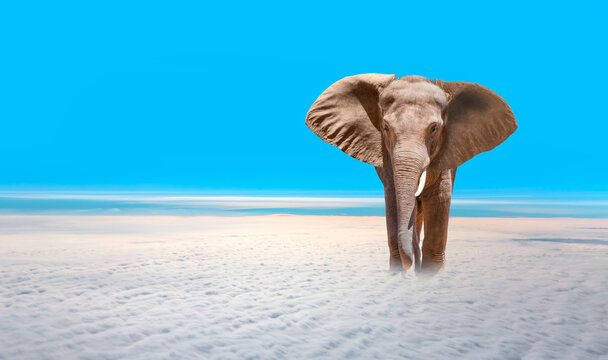 Young african elephant walking alone on the white clouds