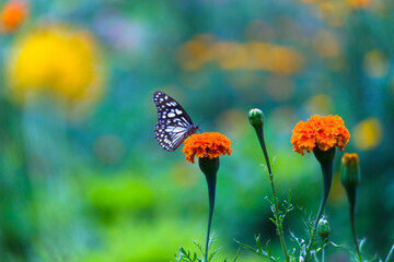  Blue spotted milkweed butterfly or danainae or milkweed butterfly feeding on the Marigold flower plants in natural  environment, macro shots, butterfly garden, 
