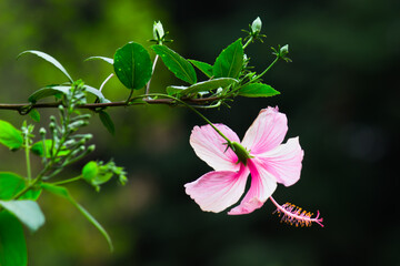 Hibiscus flower in the mallow family, Malvaceae. Hibiscus rosa-sinensis, known as the Shoe Flower or colloquially as Chinese hibiscus, China rose, Hawaiian hibiscus, rose mallow  and shoe black plant 