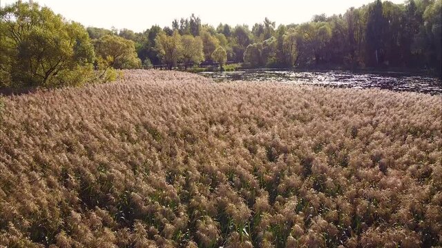Flight over swamp sedge. Early autumn, yellow colors of nature. A gentle breeze rocks the grass. City park, nature in the middle zone, duck hunting. Drone video.