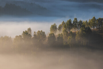 Naklejka premium Autumn landscape of foggy forest