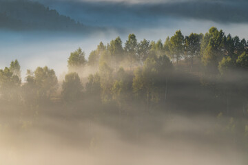 Naklejka premium Autumn landscape of foggy forest