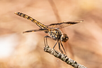 Brachythemis leucosticta or brachythemis impartita A brown striped dragonfly perched on top of a...
