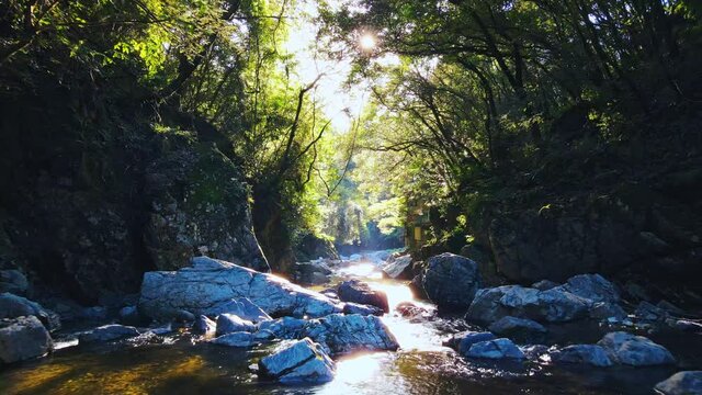 【空撮】木漏れ日が射しこむ神秘的な渓流。緑の木々に囲まれた川の岩場。