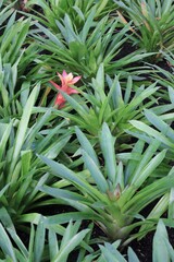 Bright red bromeliad in a field of green grass.
