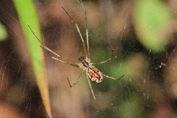 Natural Linyphia Triangularis Spider Macro Photo