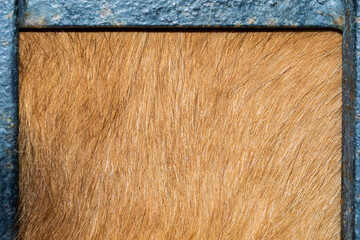 Light Coat of a Large dog in a metal frame.