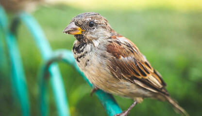 Close-up portrait to sparrow bird on the street. Wildlife outdoors concept background photo