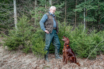 Young Irish Setter looks attentively to his leader. The careful and cooperative training of a...