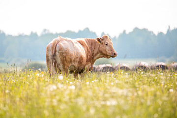 Cow in meadow, green field during summertime