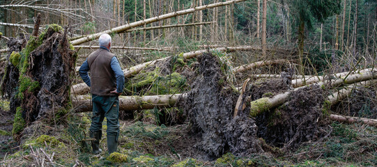 A forester stands between the roots of the fallen trees and is shocked by the enormous damage that...