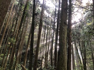 forest in the morning