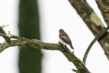 European Pied Flycatcher female perched on tree branch
