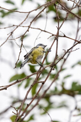 blue tit perched on a tree branch