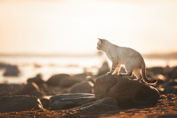 A tabby cat that looks like a tiger walks on the sand on the sea during sunset