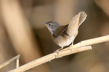 Savi's warbler (Locustella luscinioides) in winter plumage is shot close-up in natural habitat in various unusual poses. Identification is easy.