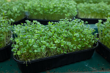 container with young seed shoots. microgreen
