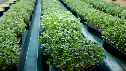 container with young seed shoots. microgreen