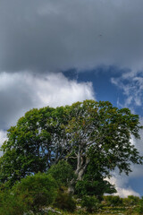 Obraz premium natura