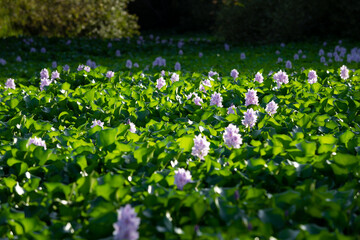 Water Hyacinth (Eichhornia crassipes) also known as 