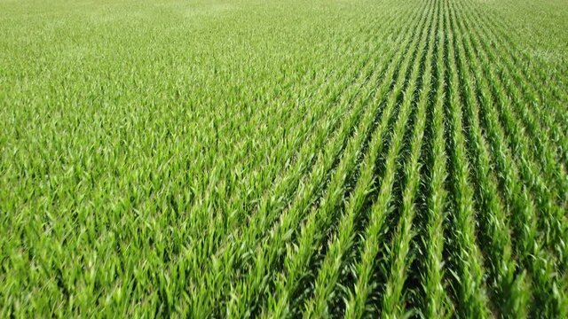 Corn plants waving in the wind. Drone fly over shot over the endless agricultural fields of green corn plants.