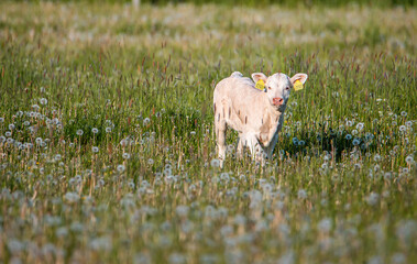 Cute white calf in meadow. Summertime green field