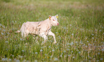Obraz premium Cute white calf in meadow. Summertime green field