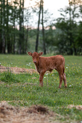 Naklejka na ściany i meble Cute calf in meadow. Summertime green field