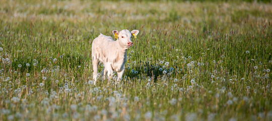 Cute white calf in meadow. Summertime green field