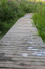 Walking through the marshlands over a wooden boardwalk