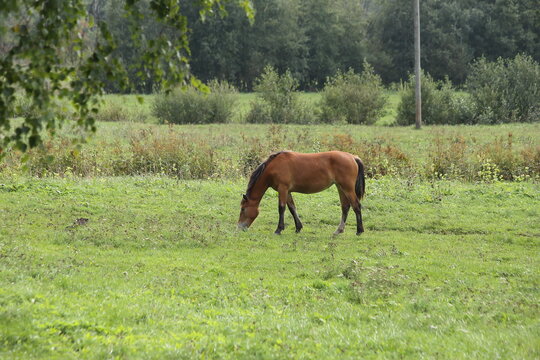 A horse grazes on a green field. High quality photo