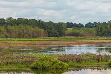 A succession of colored reed islands in a pond in the reserve Het Vinne