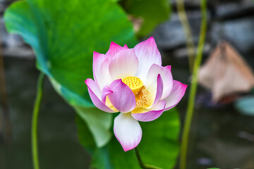 Lotus flower bloomig in a garden. Selective focus.