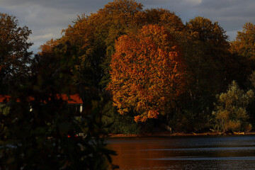 Obraz premium autumn tree