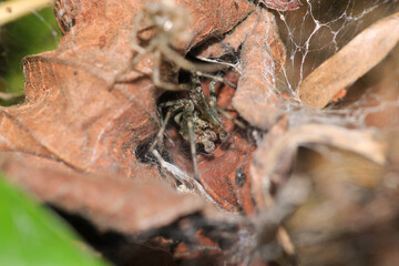 agelena labyrinthica spider macro photo