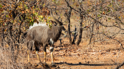 Big nyala bull with hair raised