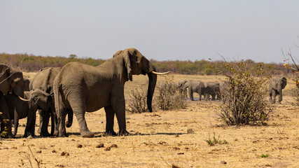 Fototapeta na wymiar African elephants on high alert