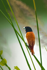 Tricoloured munia