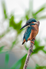 Common kingfisher