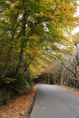 Carretera en otoño