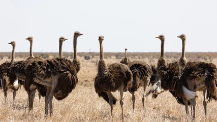 Foto auf Acrylglas a flock of ostriches in the open  © Jurgens