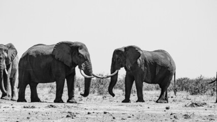 big bull African elephants in black and white