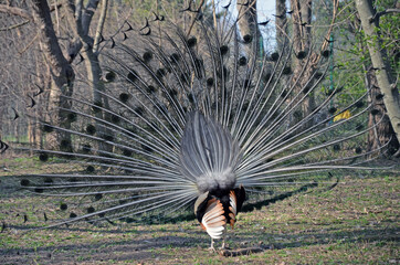 peacock with feathers © Дарья Кожухова