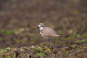 Kentish Plover (Charadrius alexandrinus) feeding by the sea on the beach